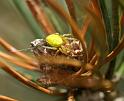 Araniella_cucurbitina_D2991_Z_82_NP De Hoge Veluwe_Nederland